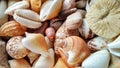 Sea Ã¢â¬â¹Ã¢â¬â¹animal shells like as mallusca and other